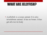 Presentation about Australian Jellyfish 3