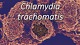 Presentation about Chlamydia trachomatis