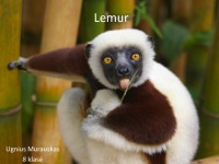 Lemur slides 1