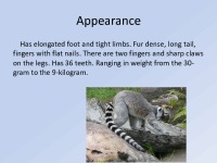 Lemur slides 3