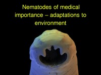 Nematodes of medical importance – adaptations to environment 1