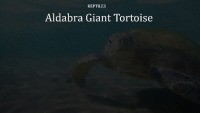 Aldabra Giant Tortoise slides 1