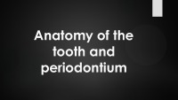 Anatomy of the tooth and periodontium 1