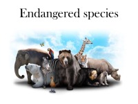 Slides about endangered species Lynx 1