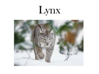 Slides about endangered species Lynx 2