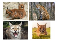 Slides about endangered species Lynx 3