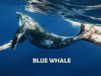 Blue whale slides 1