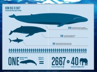 Blue whale slides 2