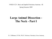 Large Animal Dissection - The Neck 1