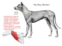 Large Animal Dissection - The Neck 2