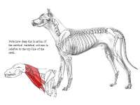 Large Animal Dissection - The Neck 3