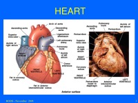 Heart Anatomy and Physiology slides 3