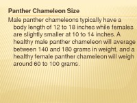 Panther chameleons presentation 3