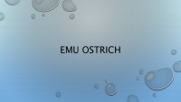 Emu ostrich 1