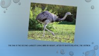 Emu ostrich 2