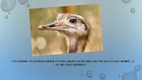 Emu ostrich 3