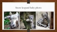 Snow Leopard slides 5