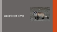 Black-footed ferret slides 1