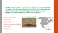 Black-footed ferret slides 2