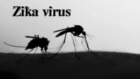 Slides about Zika virus 1