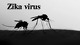 Slides about Zika virus