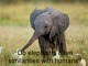 Do elephants have similarities with humans?