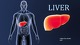 Slides about Liver