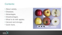 Apple variety - freedom 2