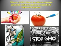 GMO project 1