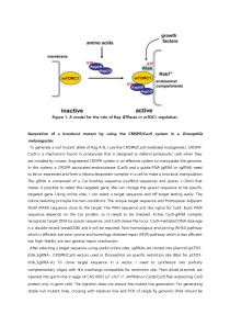 Phenotypic analysis of human disease gene RRAGB mutant allele in Drosophila melanogaster 3