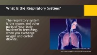 Respiratory system 3