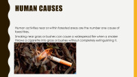 Forest Fires slides 4