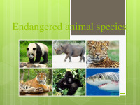 Endangered animal species presentation 1