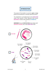 Big family bacterial classification 3