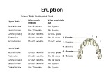 Deciduous dentition 3