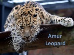 Amur Leopard 1